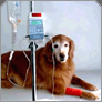 inyectores intravenosos /equipos para venoclisis